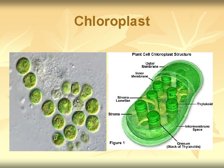Chloroplast 