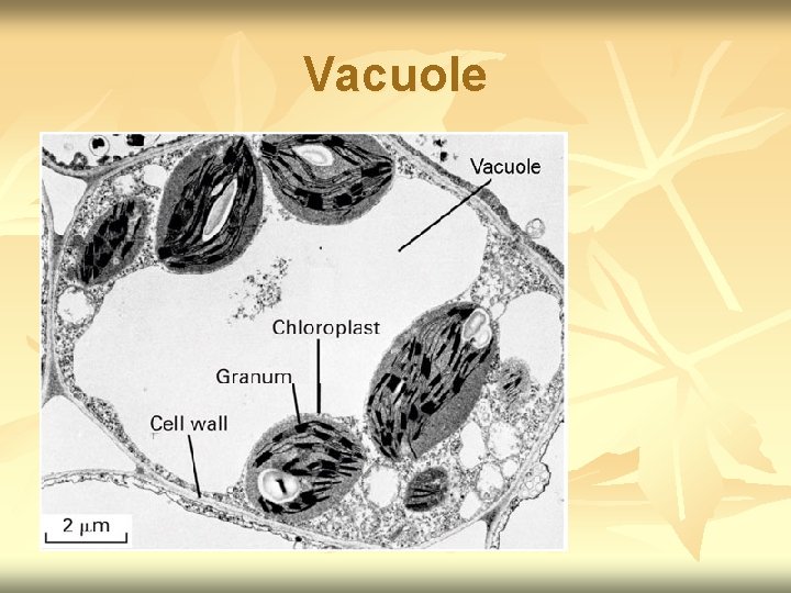 Vacuole 