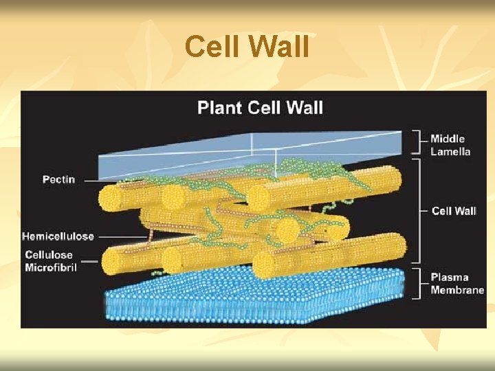 Cell Wall 