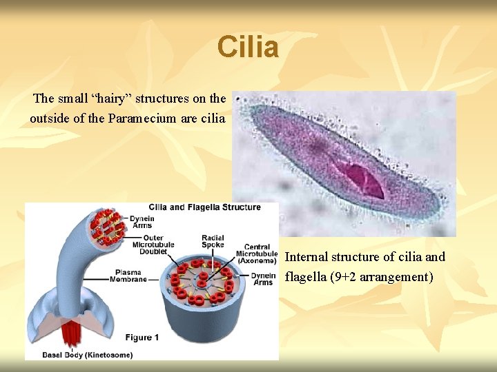 Cilia The small “hairy” structures on the outside of the Paramecium are cilia Internal