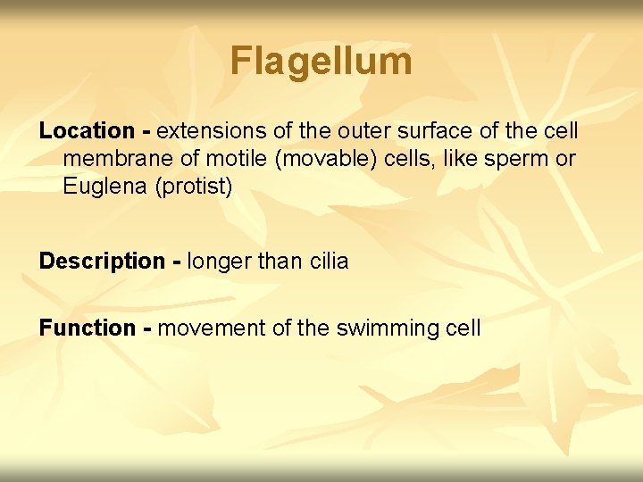 Flagellum Location - extensions of the outer surface of the cell membrane of motile