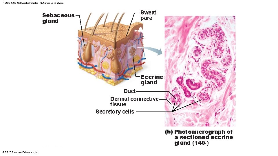 Figure 5. 8 b Skin appendages: Cutaneous glands. Sebaceous gland Sweat pore Eccrine gland