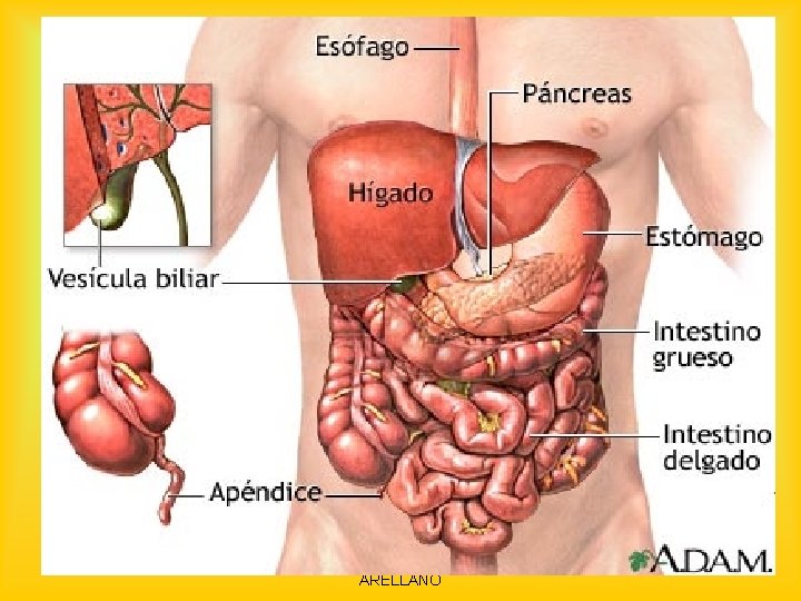 LIC. NORA HUARACHI ARELLANO 2 