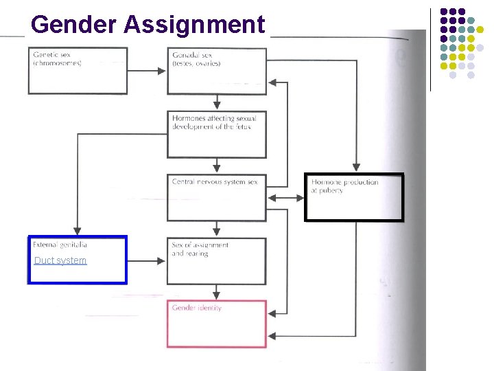 Gender Assignment p 320 Duct system 