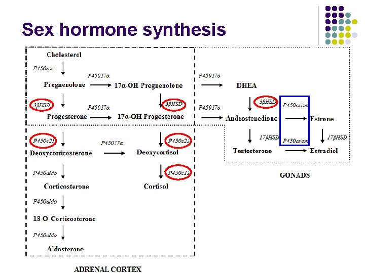 Sex hormone synthesis 