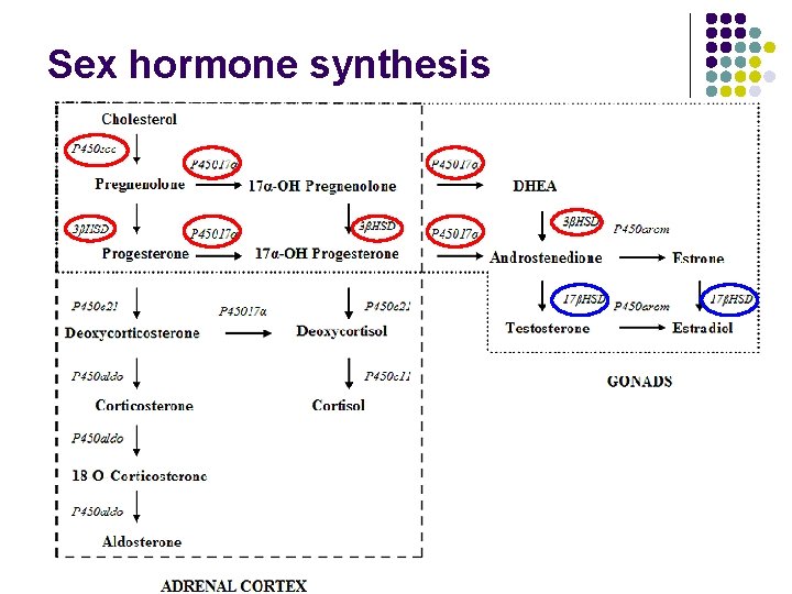 Sex hormone synthesis 