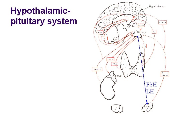 Hypothalamicpituitary system FSH LH 