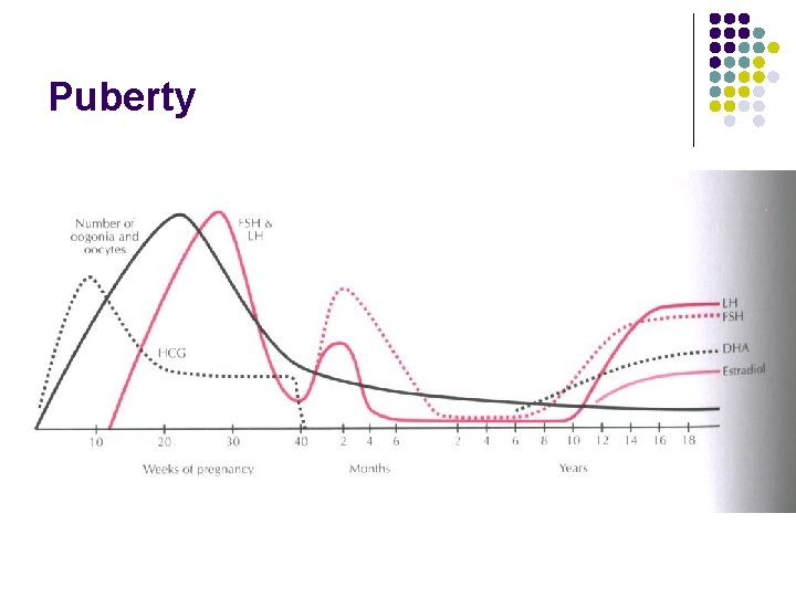 Puberty 
