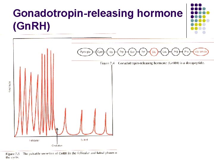 Gonadotropin-releasing hormone (Gn. RH) 