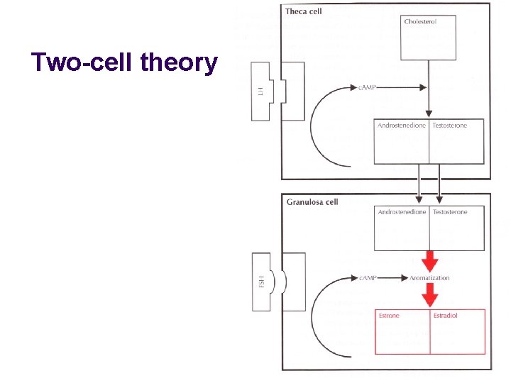 Two-cell theory 