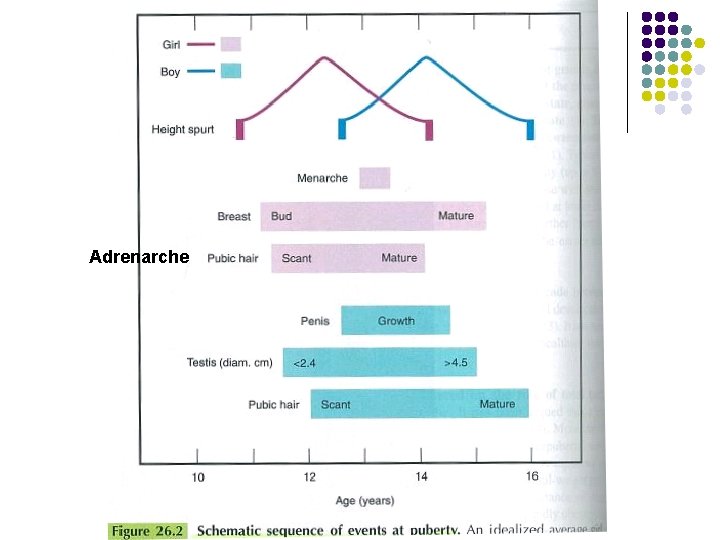 Adrenarche 