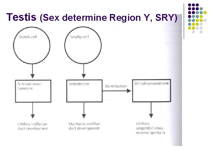 Testis (Sex determine Region Y, SRY) 