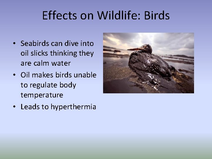 Effects on Wildlife: Birds • Seabirds can dive into oil slicks thinking they are