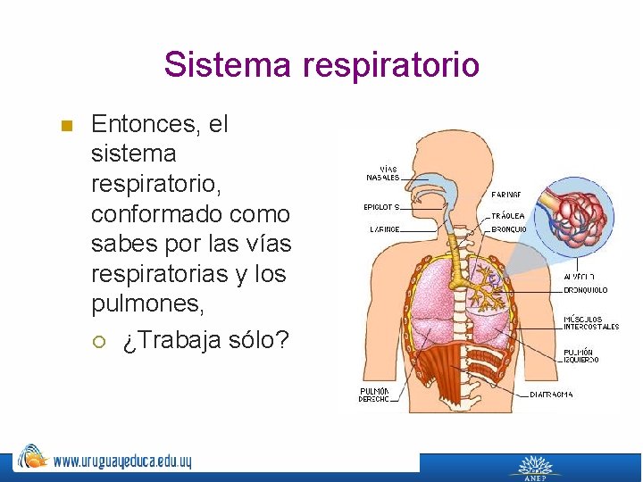 Sistema respiratorio n Entonces, el sistema respiratorio, conformado como sabes por las vías respiratorias