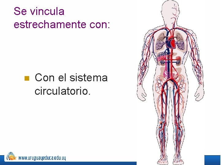 Se vincula estrechamente con: n Con el sistema circulatorio. 