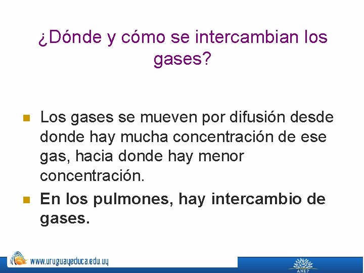 ¿Dónde y cómo se intercambian los gases? n n Los gases se mueven por