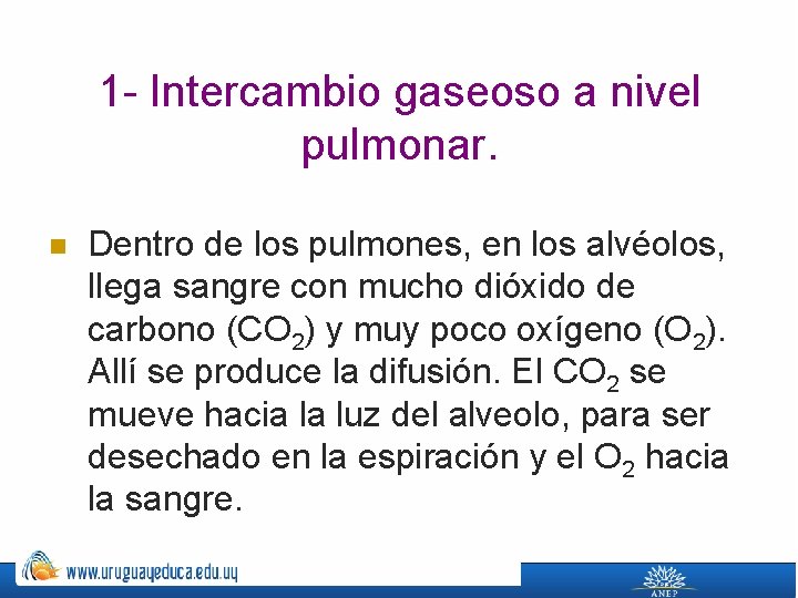 1 - Intercambio gaseoso a nivel pulmonar. n Dentro de los pulmones, en los