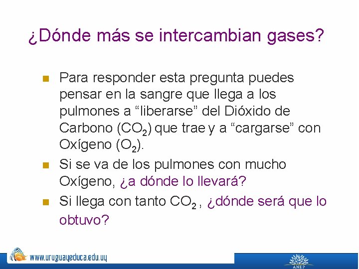 ¿Dónde más se intercambian gases? n n n Para responder esta pregunta puedes pensar