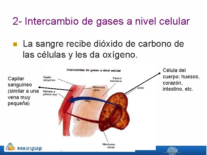 2 - Intercambio de gases a nivel celular n La sangre recibe dióxido de