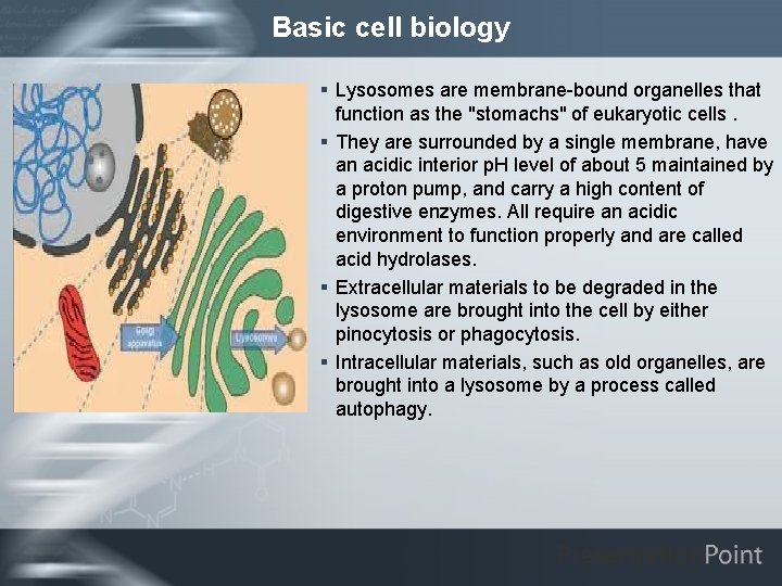 Basic cell biology § Lysosomes are membrane-bound organelles that function as the "stomachs" of
