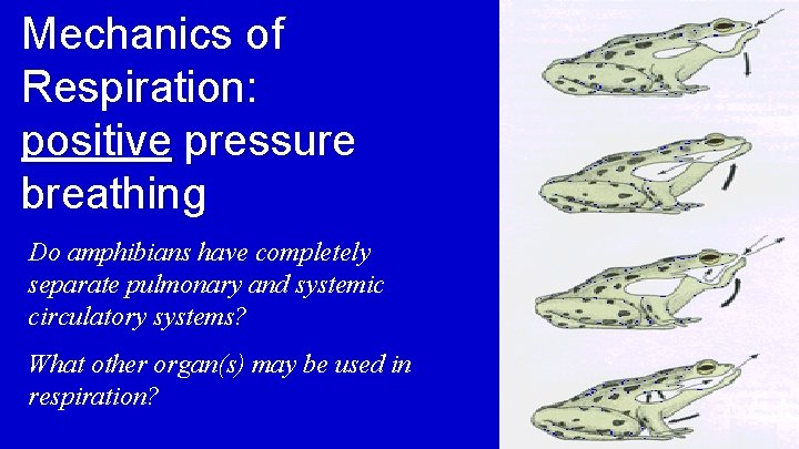 Mechanics of Respiration: positive pressure breathing Do amphibians have completely separate pulmonary and systemic