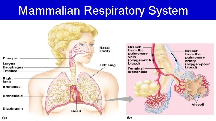 Mammalian Respiratory System 
