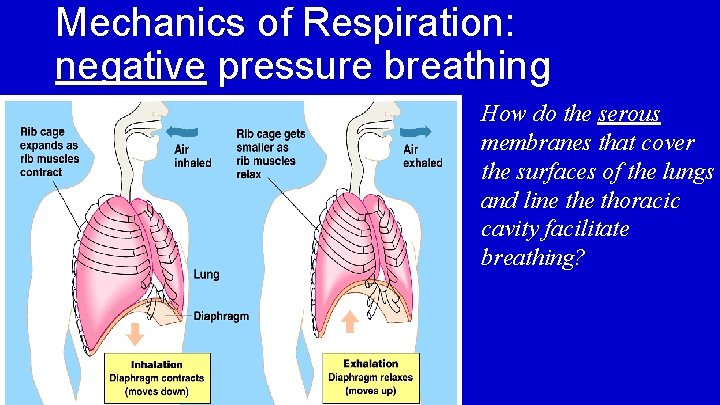 Mechanics of Respiration: negative pressure breathing How do the serous membranes that cover the