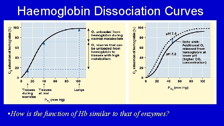 Haemoglobin Dissociation Curves • How is the function of Hb similar to that of
