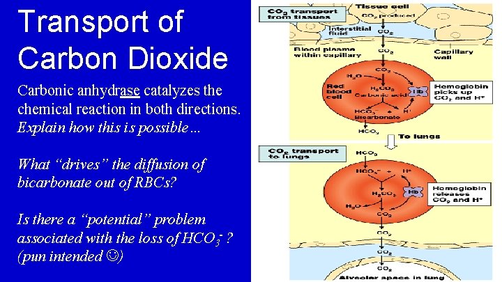 Transport of Carbon Dioxide Carbonic anhydrase catalyzes the chemical reaction in both directions. Explain