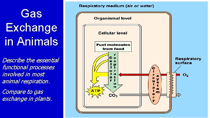 Gas Exchange in Animals Describe the essential functional processes involved in most animal respiration.