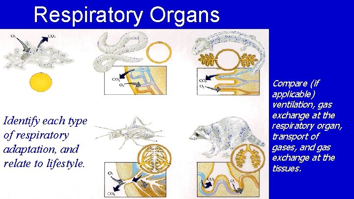 Respiratory Organs Identify each type of respiratory adaptation, and relate to lifestyle. Compare (if