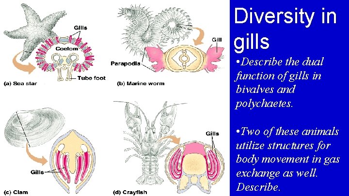 Diversity in gills • Describe the dual function of gills in bivalves and polychaetes.