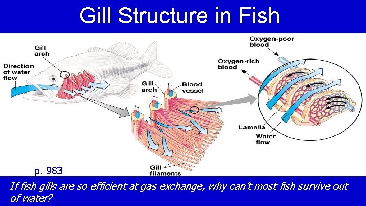 Gill Structure in Fish p. 983 If fish gills are so efficient at gas
