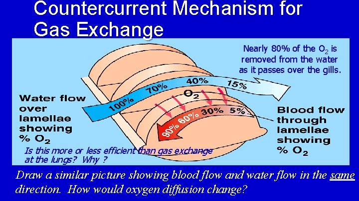 Countercurrent Mechanism for Gas Exchange Nearly 80% of the O 2 is removed from