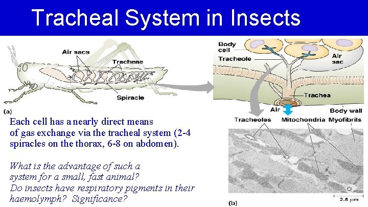 Tracheal System in Insects Each cell has a nearly direct means of gas exchange
