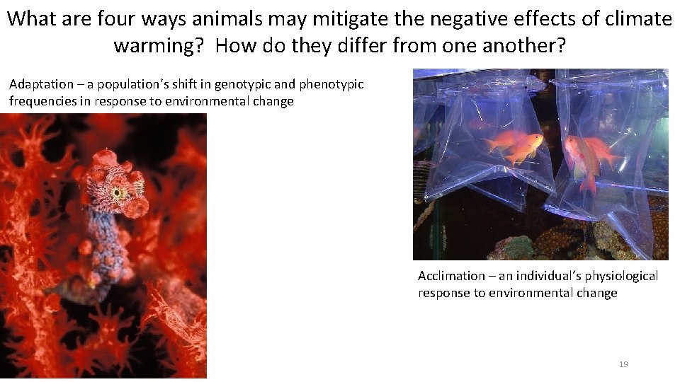 What are four ways animals may mitigate the negative effects of climate warming? How