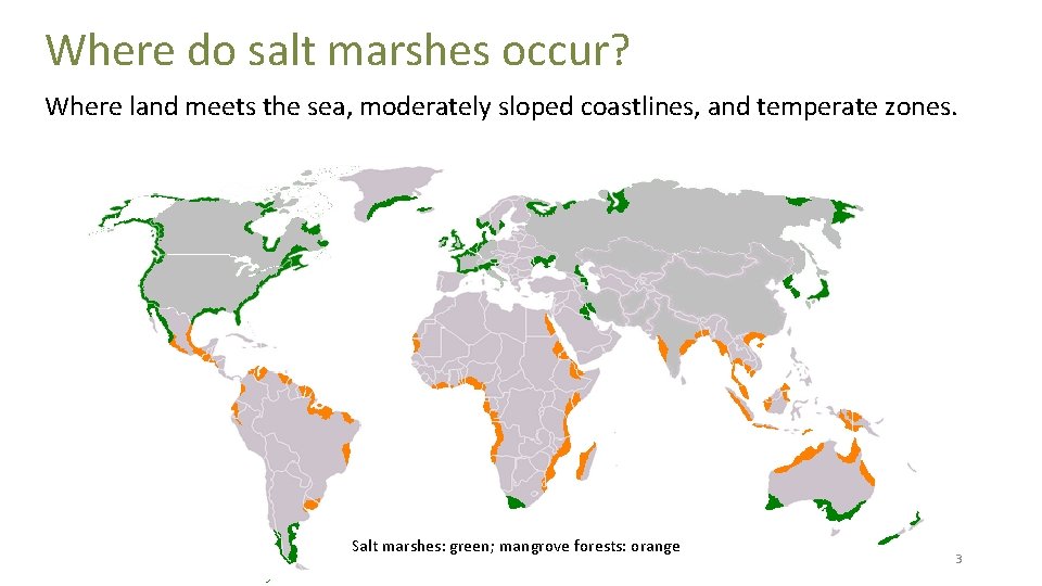 Where do salt marshes occur? Where land meets the sea, moderately sloped coastlines, and