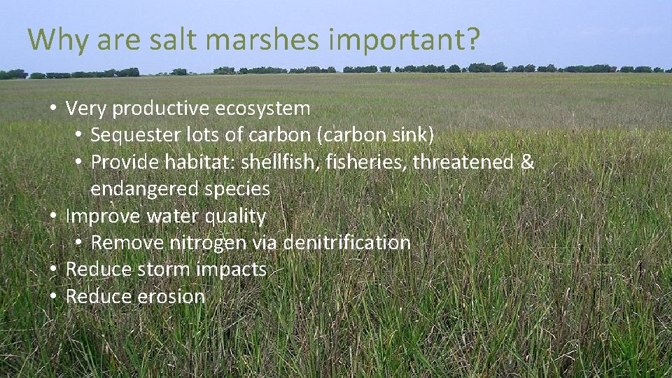 Why are salt marshes important? • Very productive ecosystem • Sequester lots of carbon