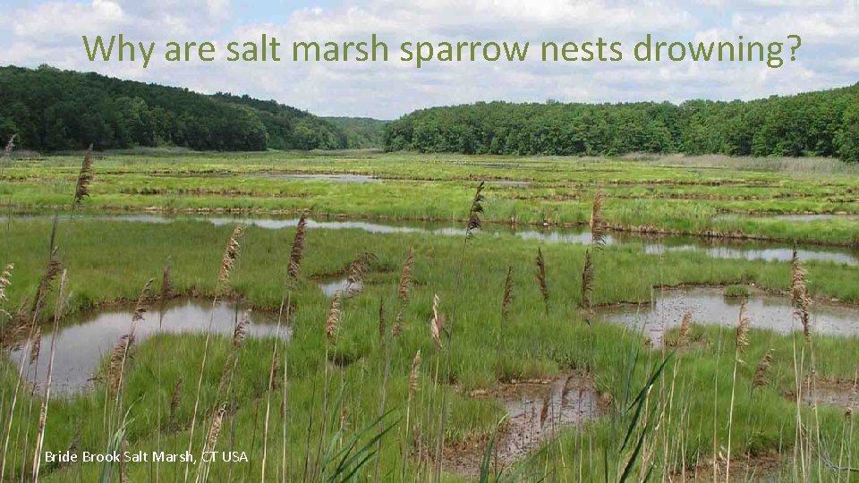 Why are salt marsh sparrow nests drowning? Bride Brook Salt Marsh, CT USA 5