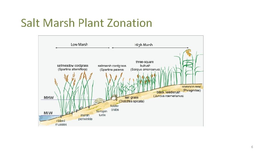 Salt Marsh Plant Zonation 6 