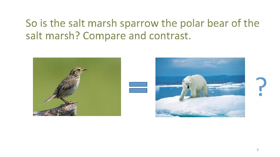 So is the salt marsh sparrow the polar bear of the salt marsh? Compare