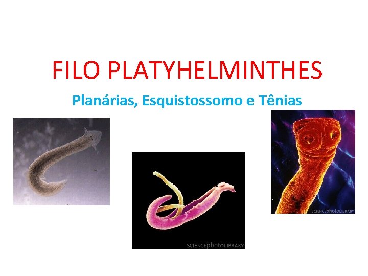 FILO PLATYHELMINTHES Planárias, Esquistossomo e Tênias FILO PLATYHELMINTHES Planárias, Esquistossomo e Tênias