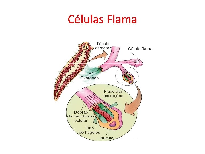 Células Flama Células Flama