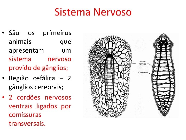 Sistema Nervoso • São os primeiros animais que apresentam um sistema nervoso provido de Sistema Nervoso • São os primeiros animais que apresentam um sistema nervoso provido de