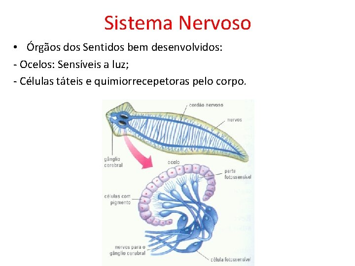 Sistema Nervoso • Órgãos dos Sentidos bem desenvolvidos: - Ocelos: Sensíveis a luz; - Sistema Nervoso • Órgãos dos Sentidos bem desenvolvidos: - Ocelos: Sensíveis a luz; -