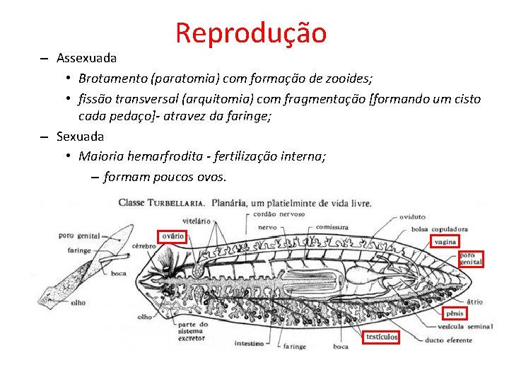Reprodução – Assexuada • Brotamento (paratomia) com formação de zooides; • fissão transversal (arquitomia) Reprodução – Assexuada • Brotamento (paratomia) com formação de zooides; • fissão transversal (arquitomia)