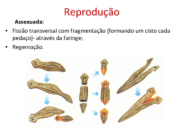 Reprodução Assexuada: • Fissão transversal com fragmentação [formando um cisto cada pedaço]- através da