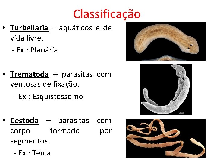 Classificação • Turbellaria – aquáticos e de vida livre. - Ex. : Planária • Classificação • Turbellaria – aquáticos e de vida livre. - Ex. : Planária •