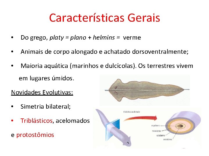 Características Gerais • Do grego, platy = plano + helmins = verme • Animais Características Gerais • Do grego, platy = plano + helmins = verme • Animais