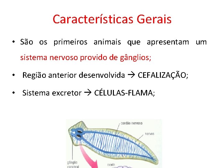 Características Gerais • São os primeiros animais que apresentam um sistema nervoso provido de Características Gerais • São os primeiros animais que apresentam um sistema nervoso provido de
